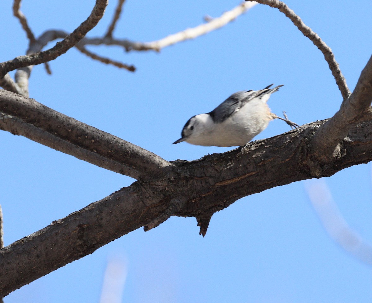 White-breasted Nuthatch - ML557800771