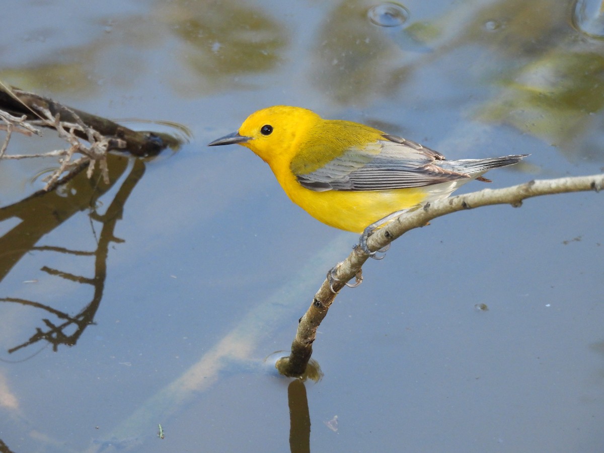 Prothonotary Warbler - ML557804871