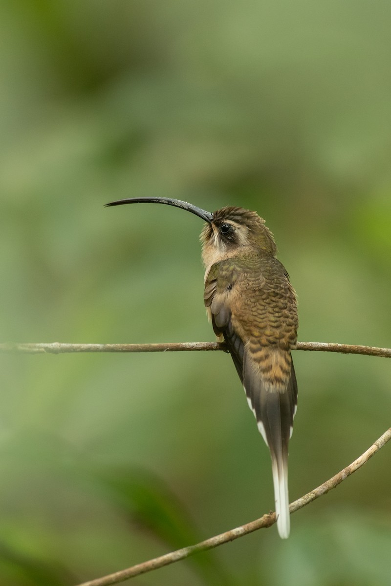 kolibřík tmavolící [skupina longirostris] - ML557805151