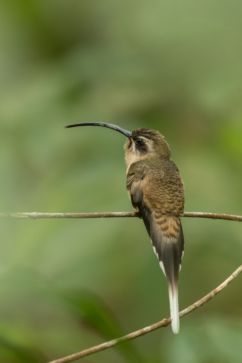 Long-billed Hermit (Central American) - ML557805151