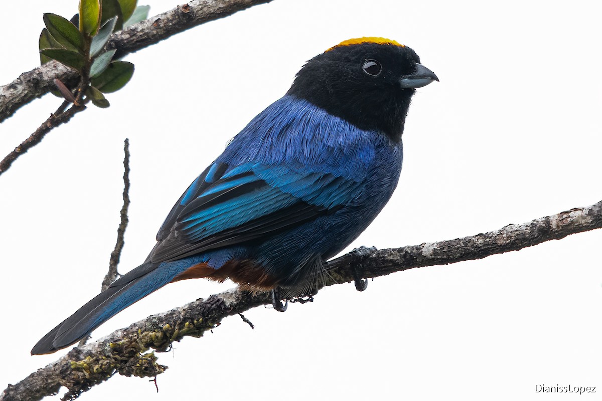 Golden-crowned Tanager - Diana López G