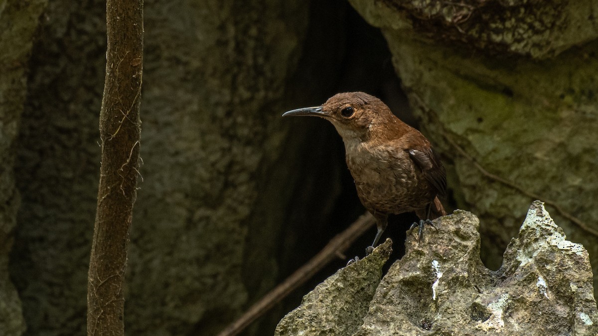 Nava's Wren - ML557805711