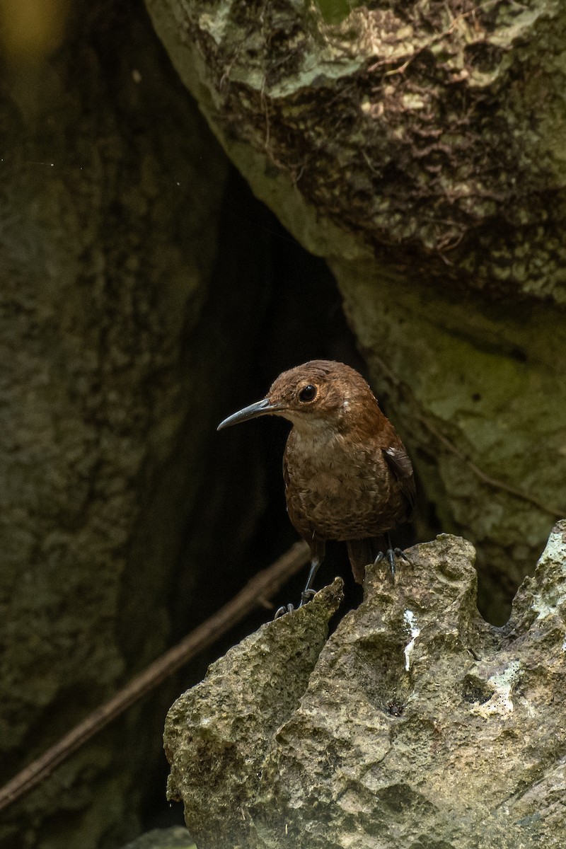 Nava's Wren - ML557805731