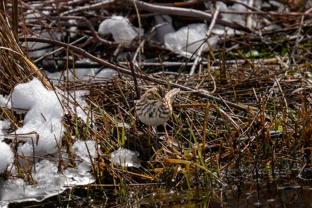 Savannah Sparrow - ML557805841