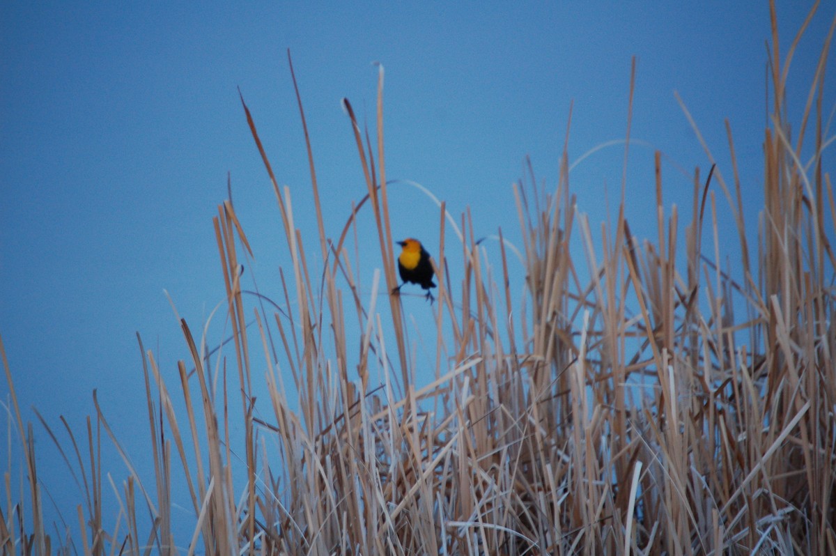 Yellow-headed Blackbird - Chase Kobza
