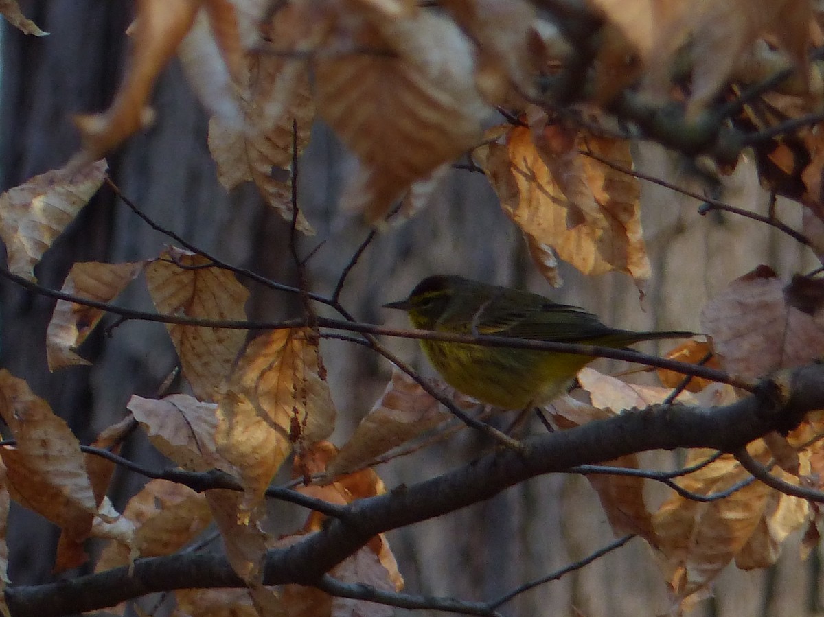 Palm Warbler - ML557806301