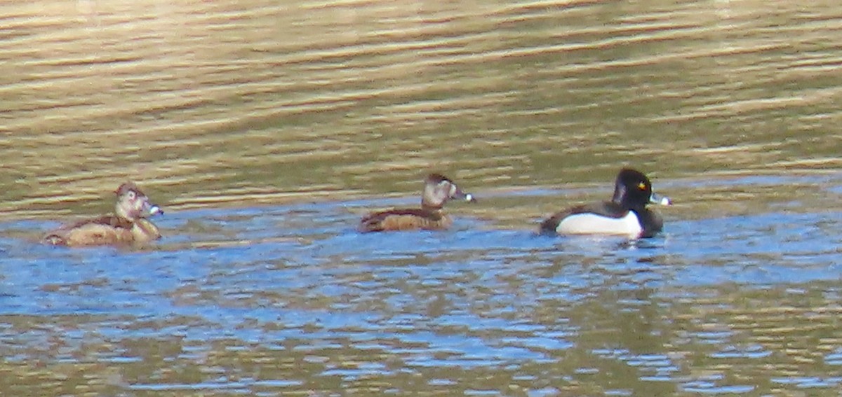 Ring-necked Duck - ML557806691