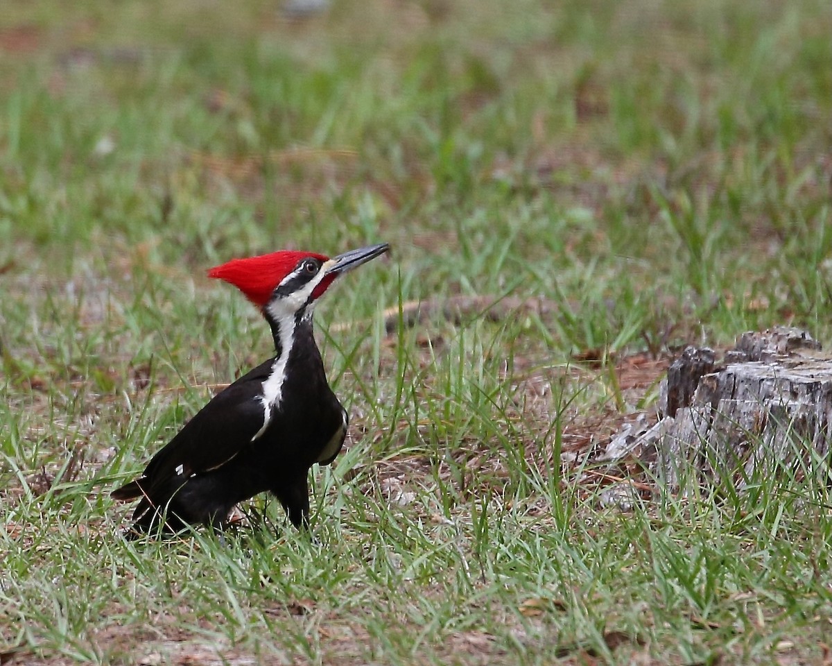 Pileated Woodpecker - ML557809741