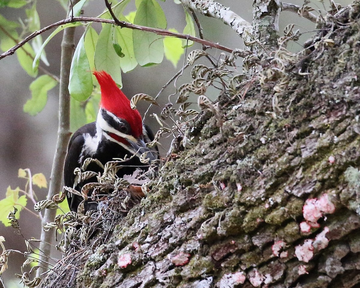 Pileated Woodpecker - ML557809751