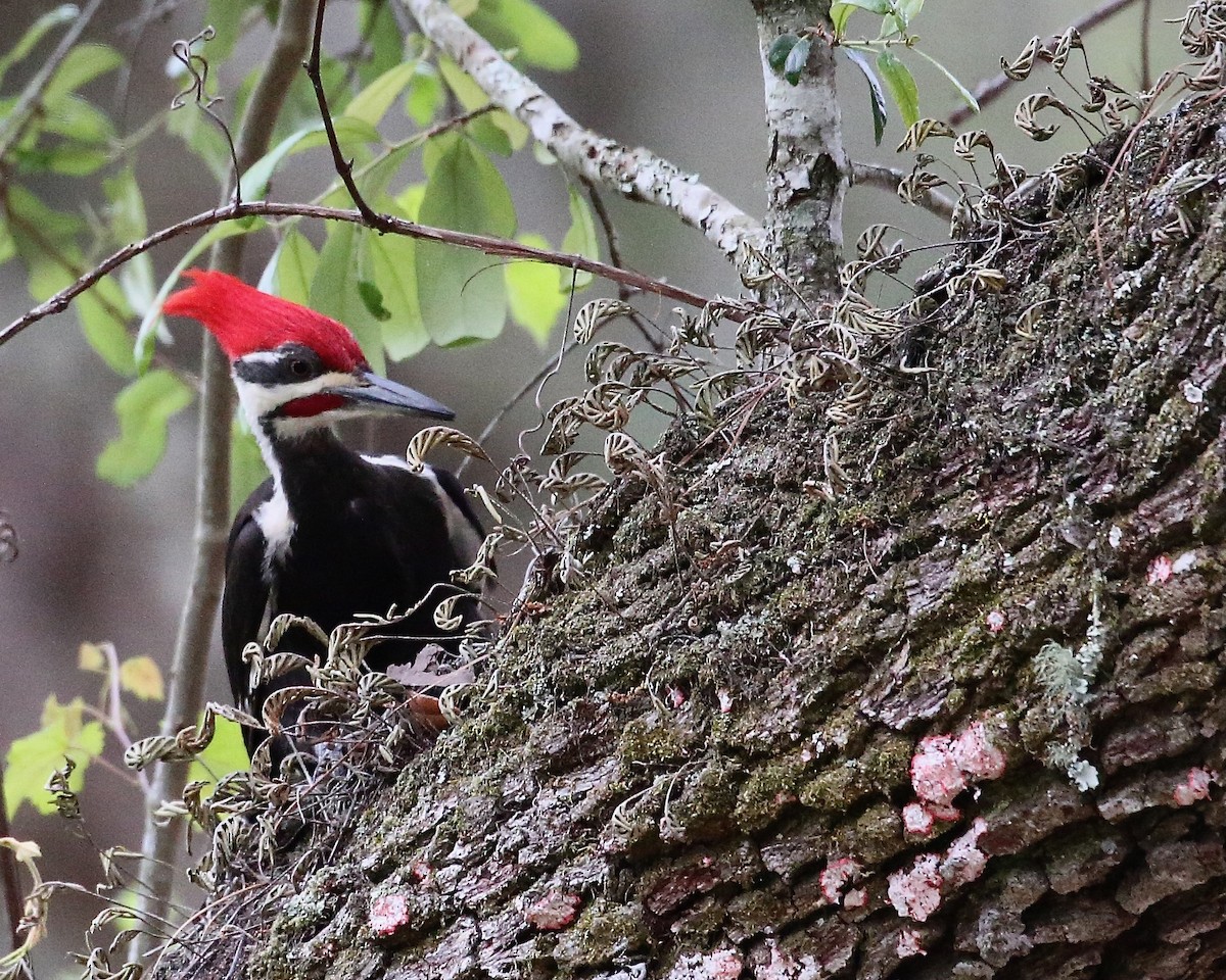 Pileated Woodpecker - ML557809761