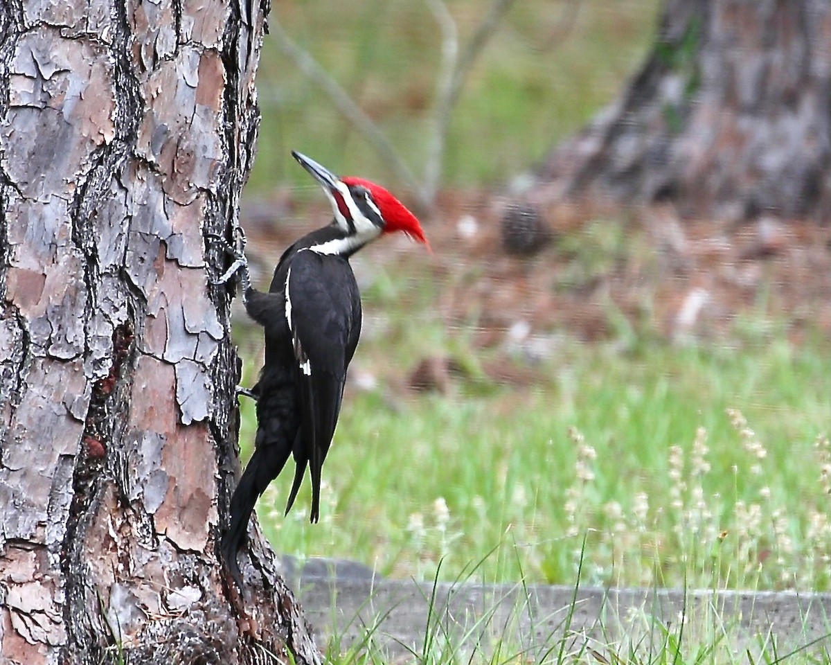 Pileated Woodpecker - ML557809771