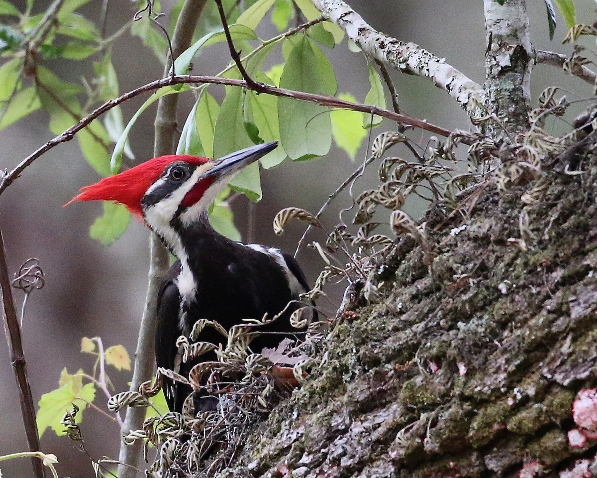 Pileated Woodpecker - ML557809781