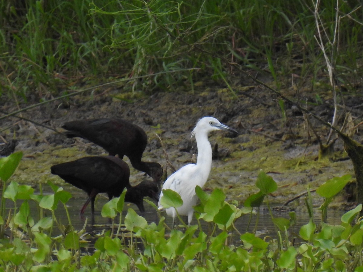 Little Blue Heron - ML557809881