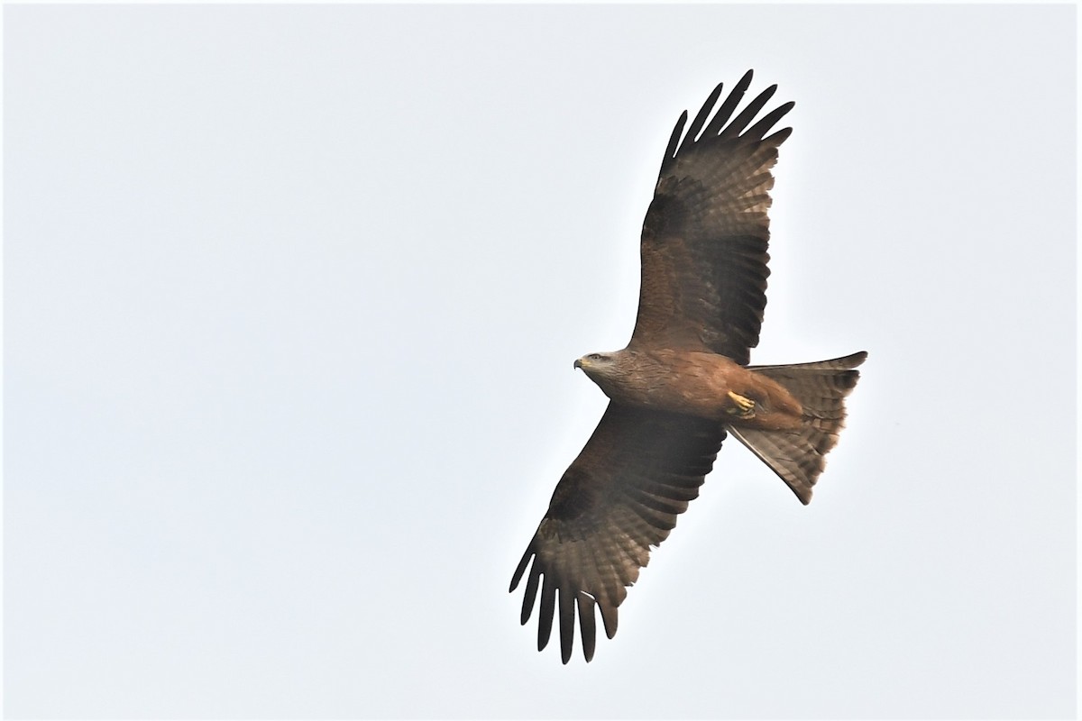 Black Kite - Haldun Savaş