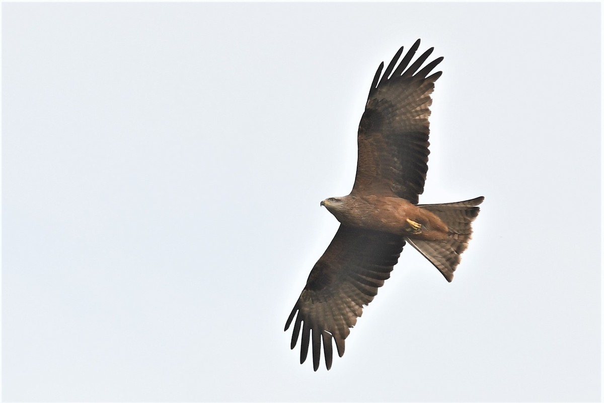 Black Kite - ML557810351