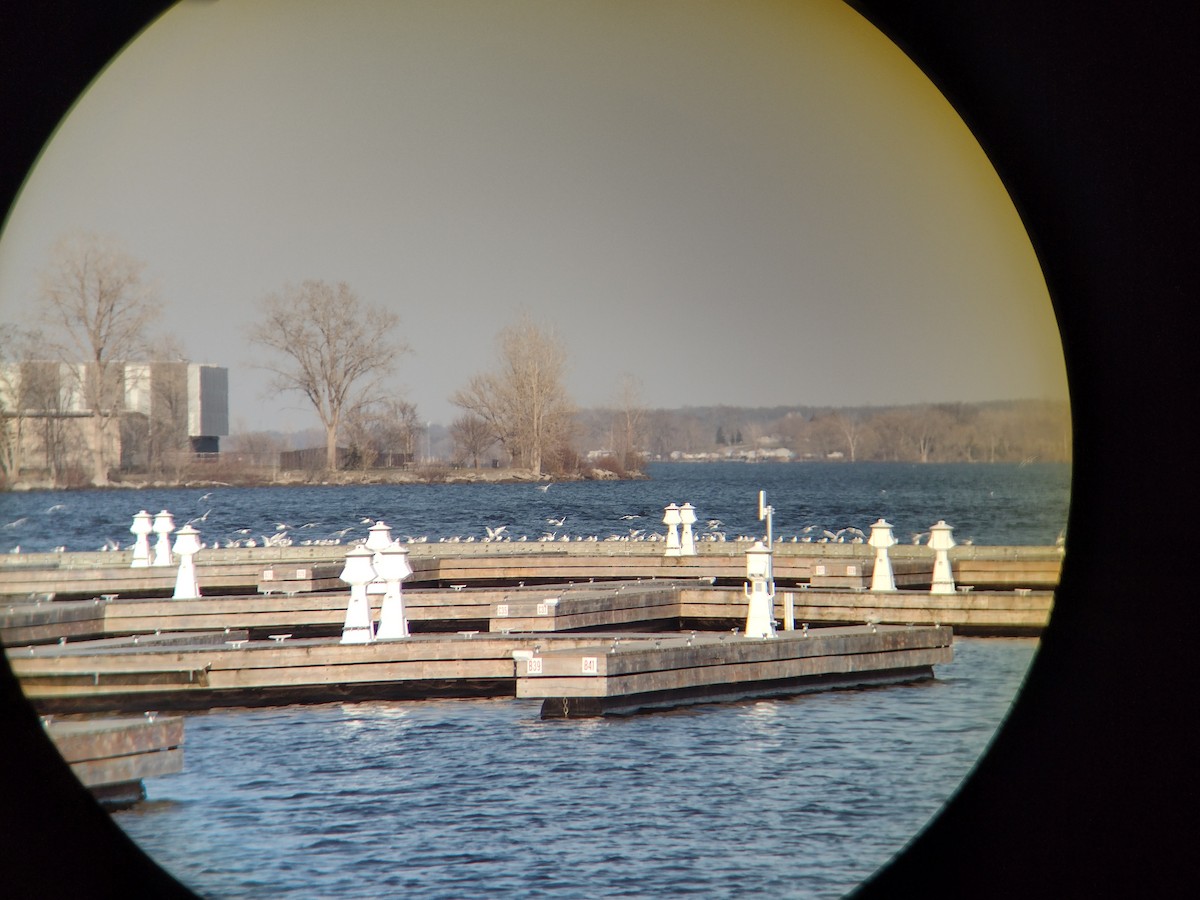 Bonaparte's Gull - ML557810391