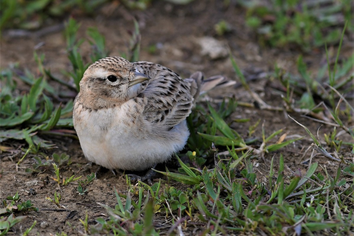 skřivánek krátkoprstý - ML557810501