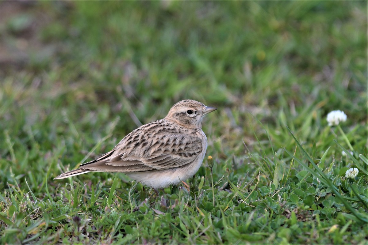 skřivánek krátkoprstý - ML557810521