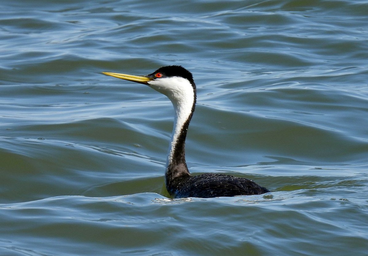 Western Grebe - Kim Nelson