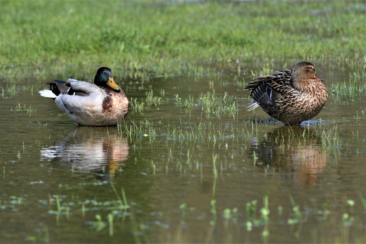 kachna divoká - ML557811431