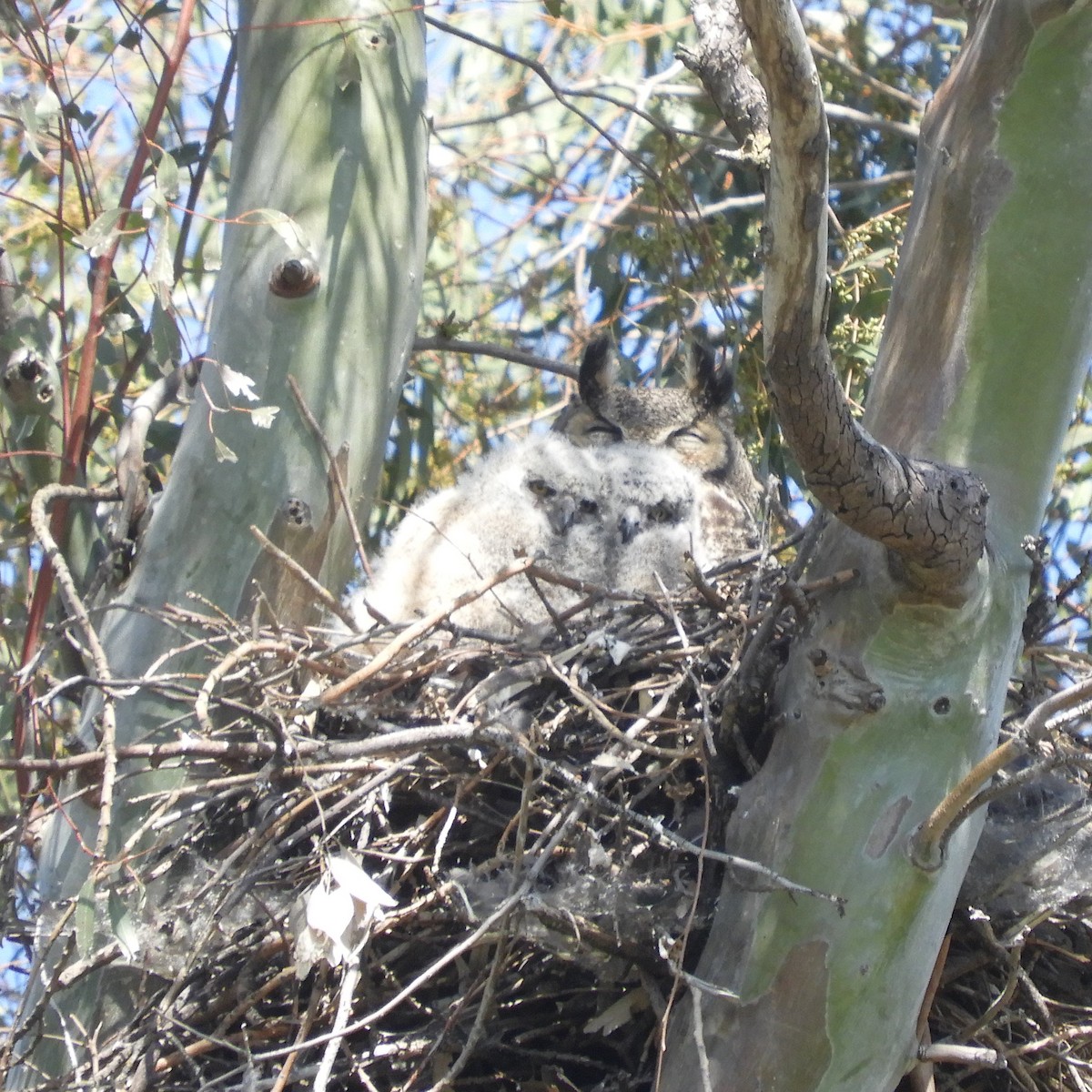 Great Horned Owl - ML557813361