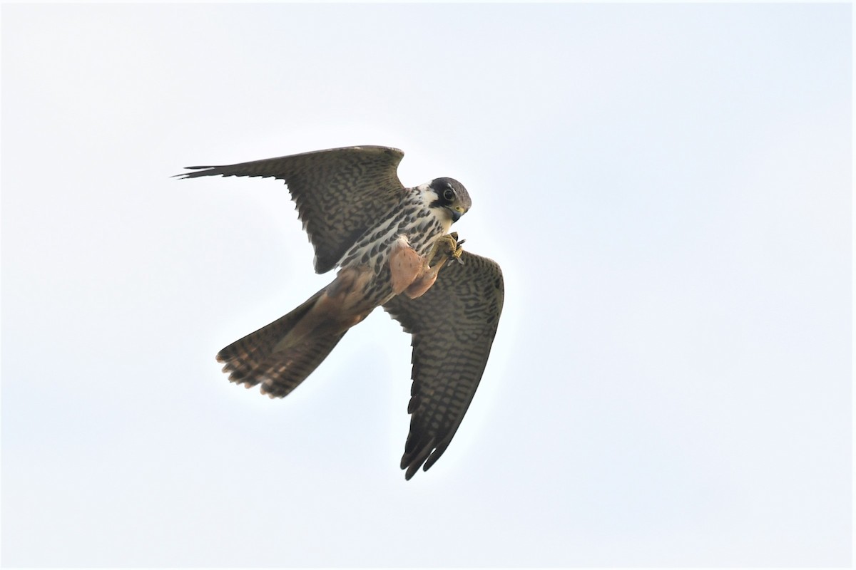 ostříž lesní - ML557813441