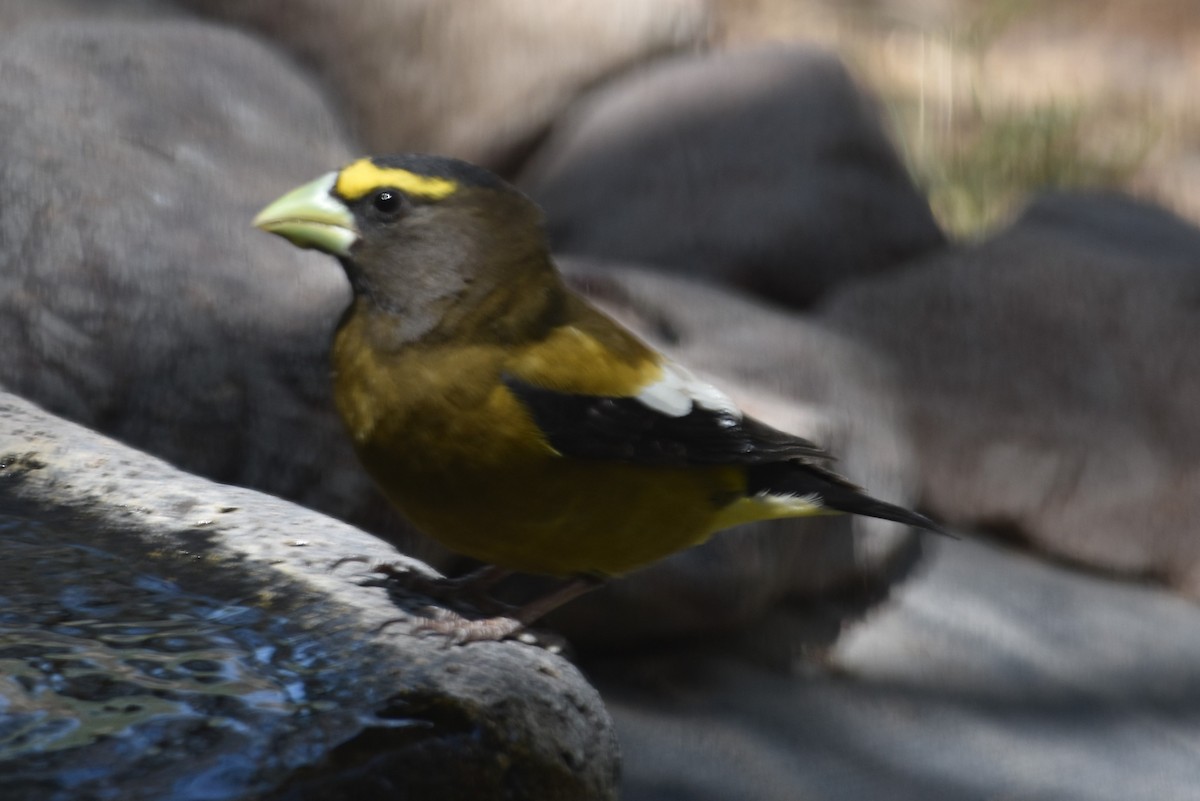 Evening Grosbeak - ML557813591