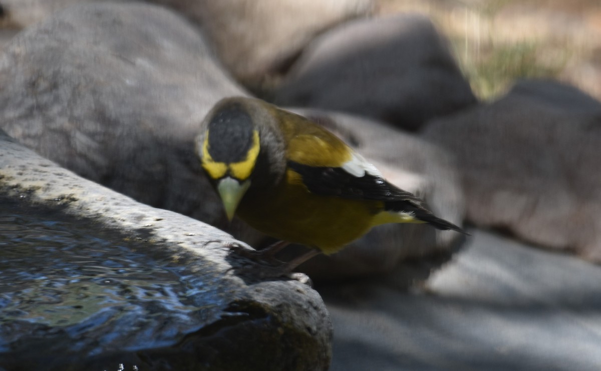 Evening Grosbeak - ML557813731