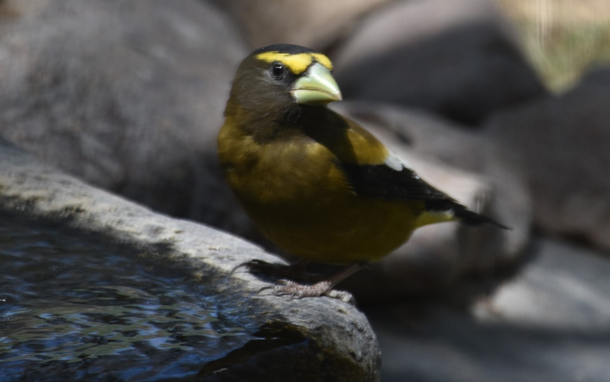 Evening Grosbeak - ML557813791