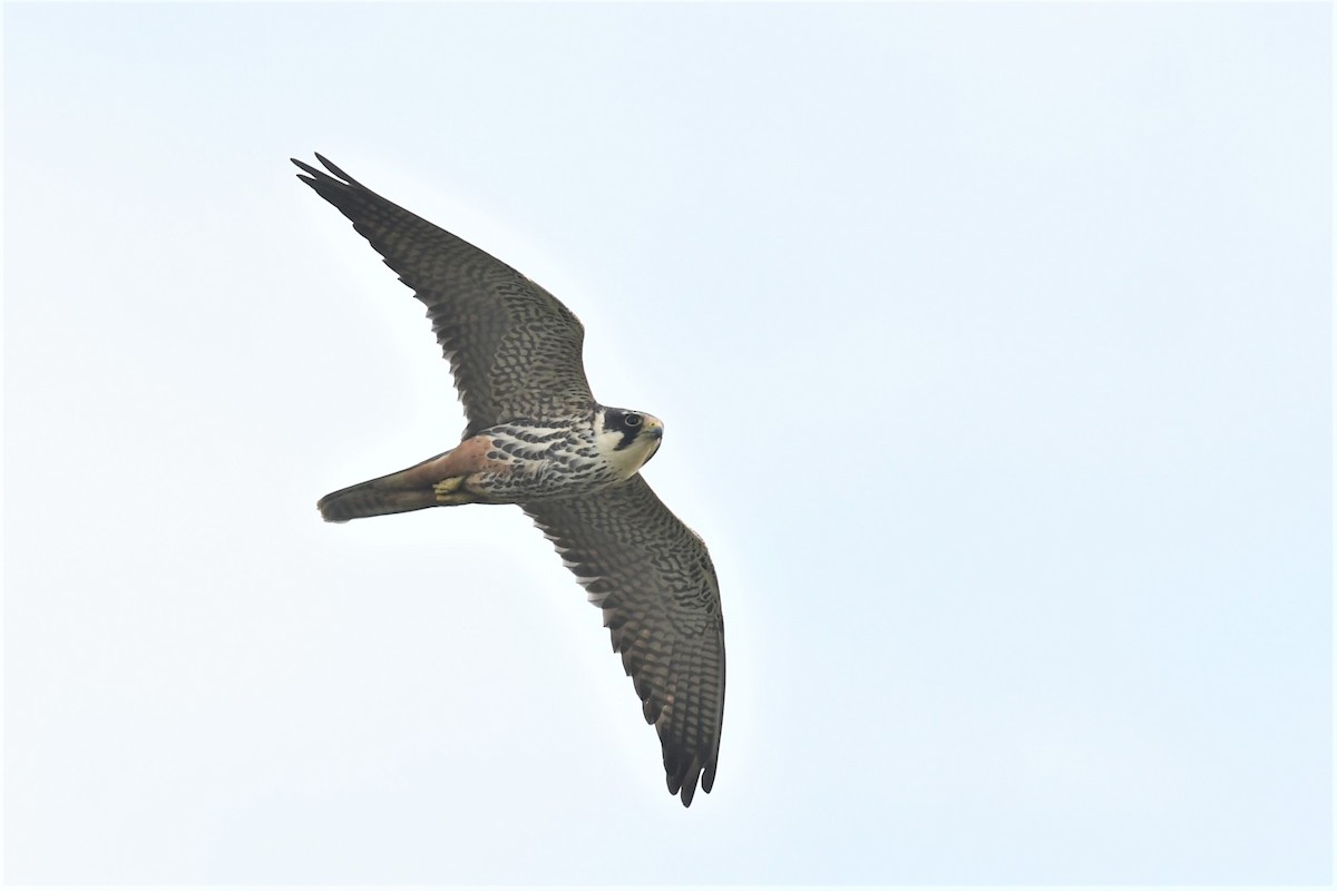 ostříž lesní - ML557814121