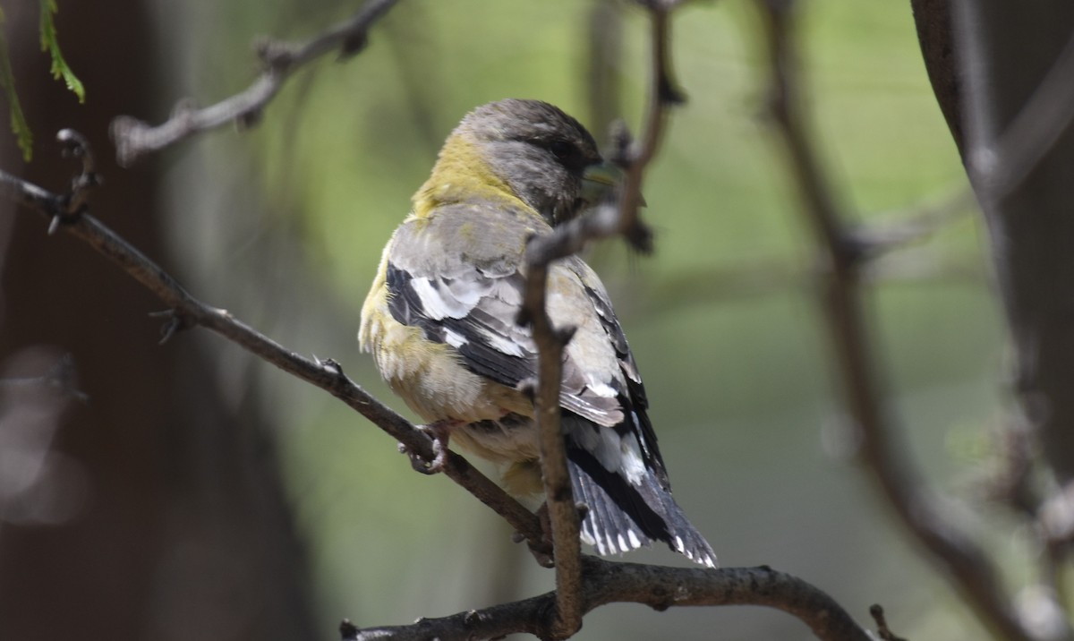 Evening Grosbeak - ML557814261