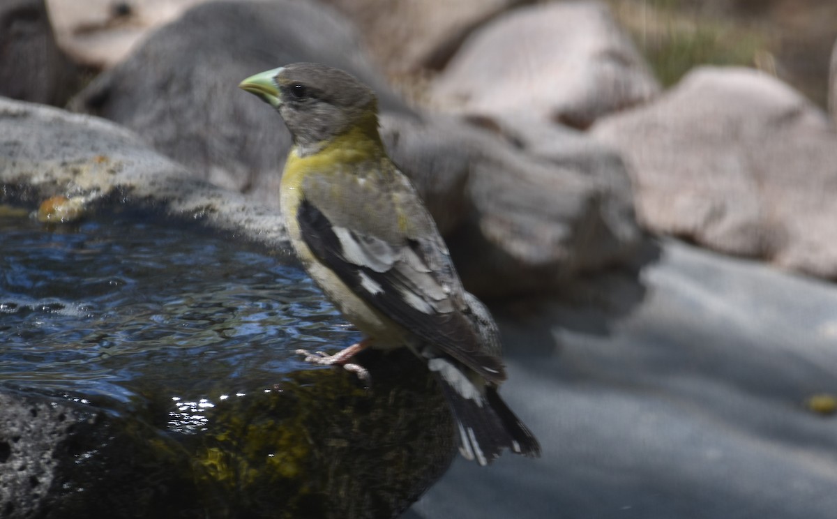 Evening Grosbeak - ML557814331