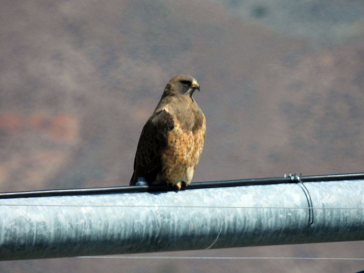 Swainson's Hawk - ML557814631