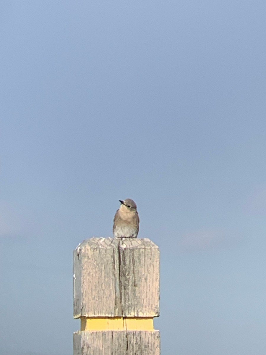 Mountain Bluebird - Chase Kobza