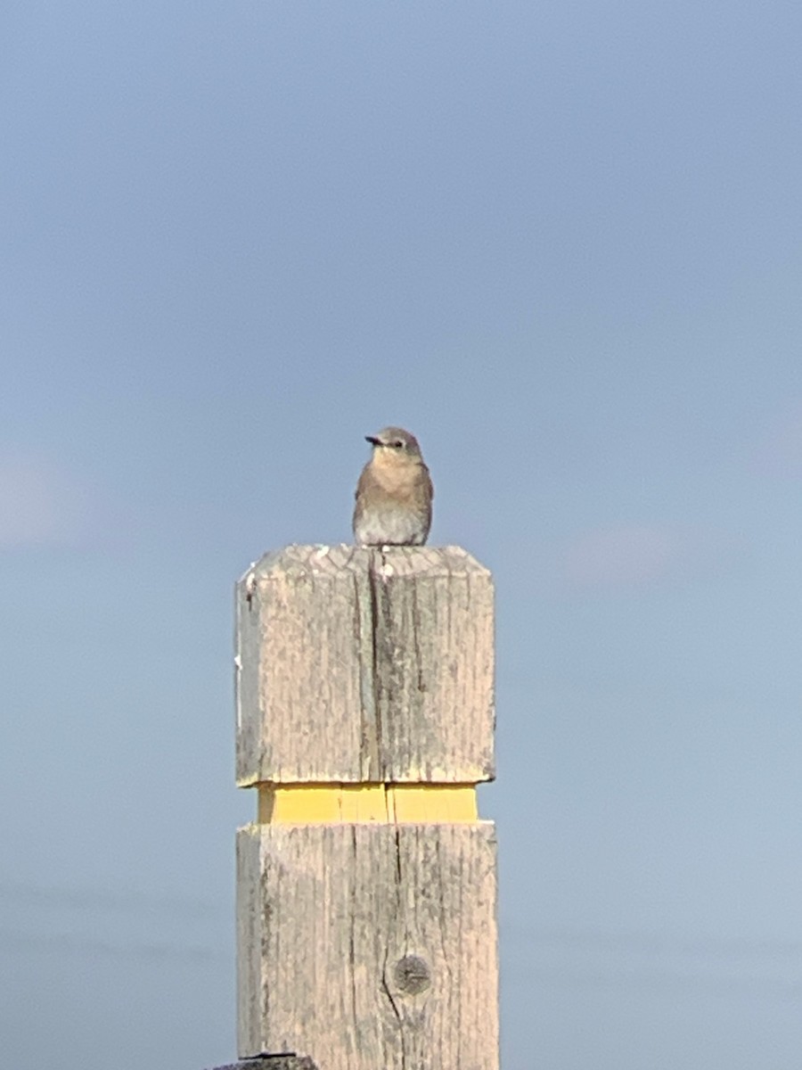 Mountain Bluebird - ML557815211