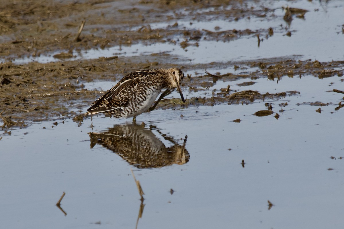 Wilson's Snipe - Michele Carnerie