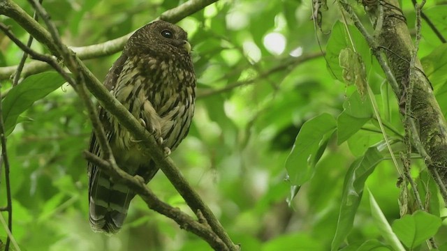 Benekli Alaca Baykuş [virgata grubu] - ML557817601