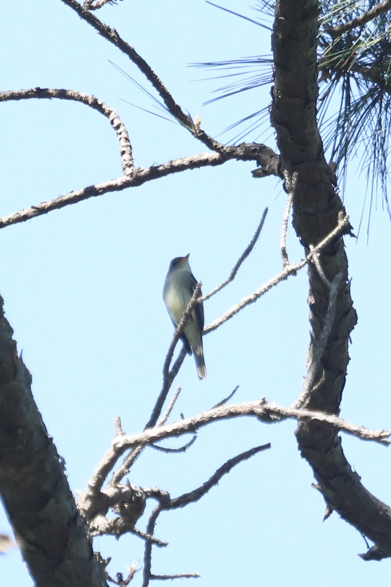 Eastern Wood-Pewee - ML557817721