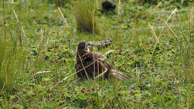 Cinclode du paramo - ML557817791