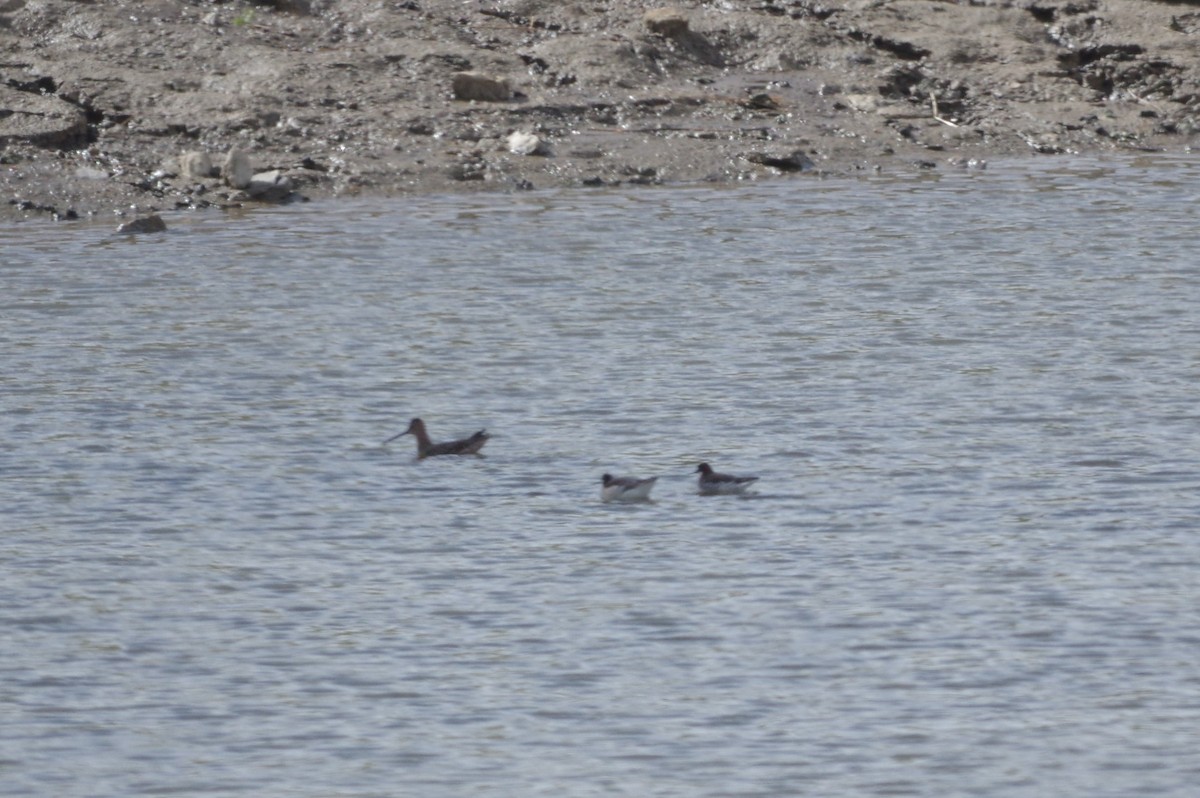 Red-necked Phalarope - ML55781791