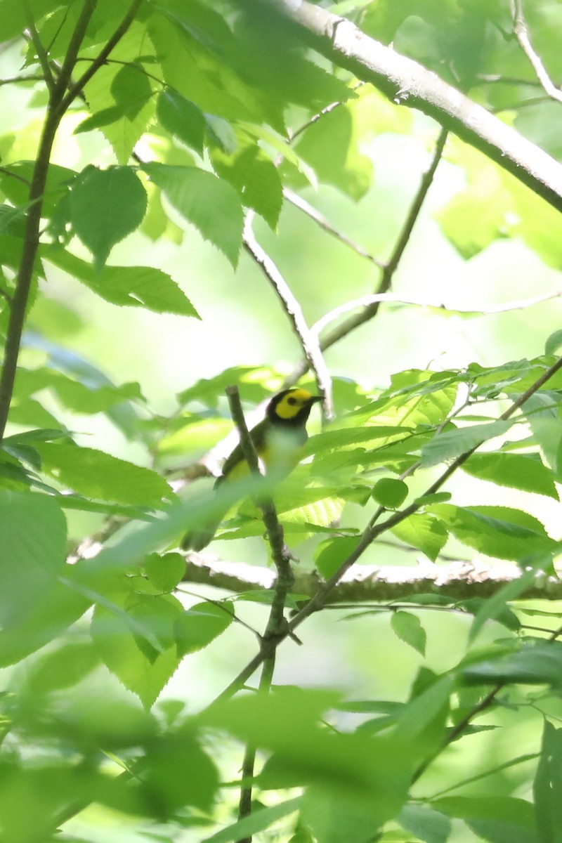 Hooded Warbler - ML557817931