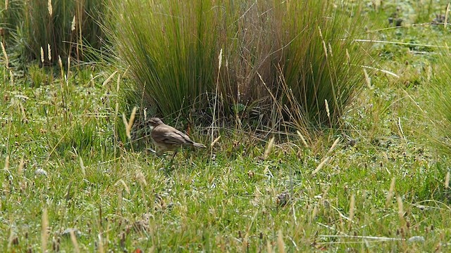 Chestnut-winged Cinclodes - ML557817941