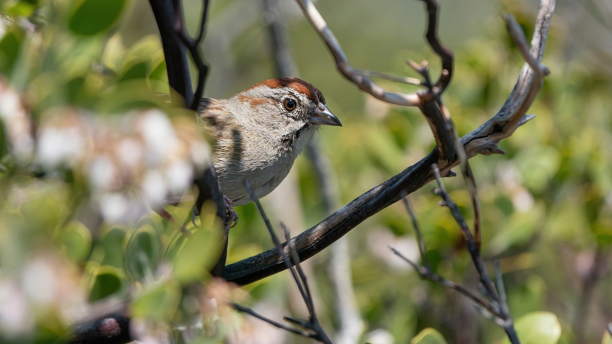 Rufous-crowned Sparrow - Derek Lecy