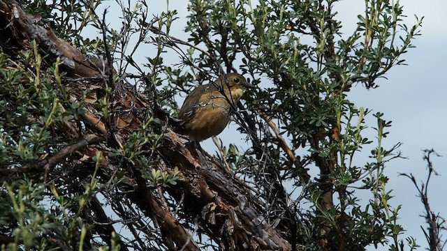 Tawny Antpitta - ML557818031
