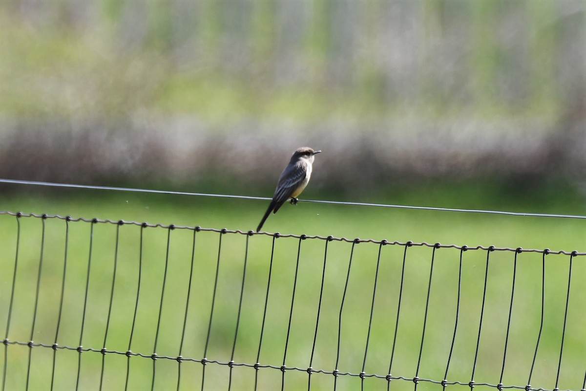 Say's Phoebe - ML557818351