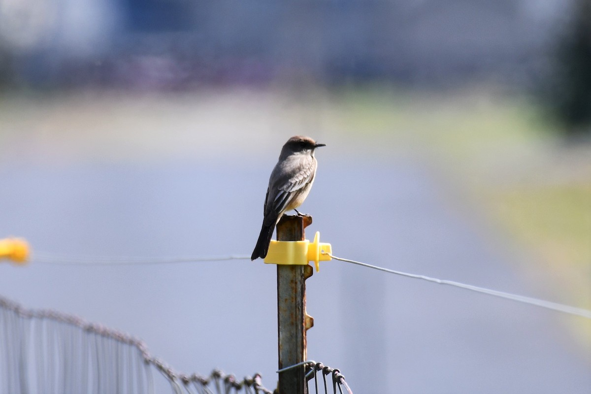 Say's Phoebe - ML557818381