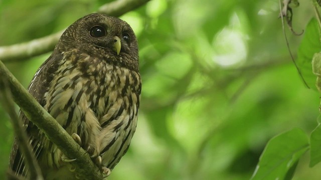 Mottled Owl (Mottled) - ML557818531