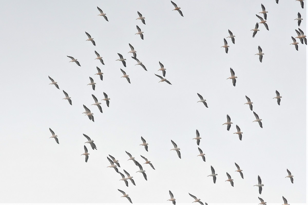 pelikán bílý - ML557818741