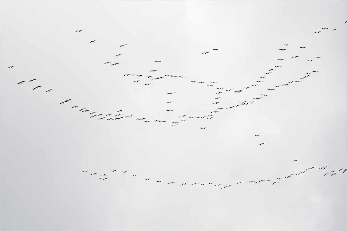 pelikán bílý - ML557818751