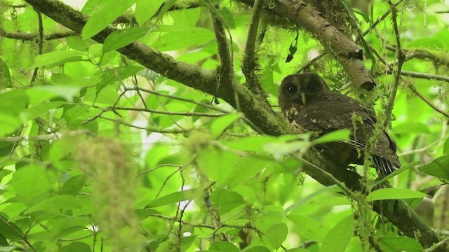 Mottled Owl (Mottled) - ML557819521